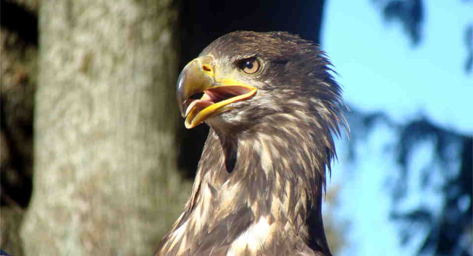 Geschenke für Tierfreunde - Greifvogeltag mit Adler