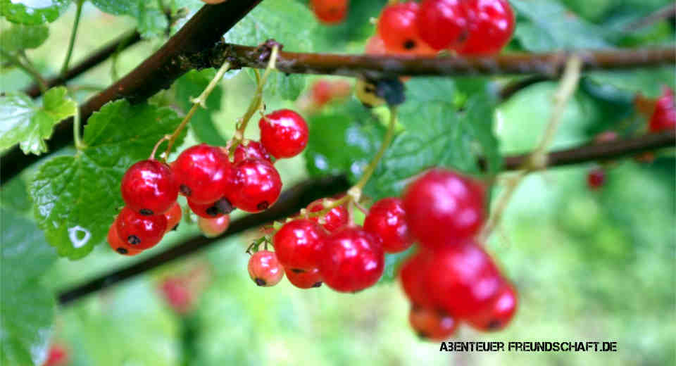 In the fruit season calendar, June is THE harvest time for currants. 