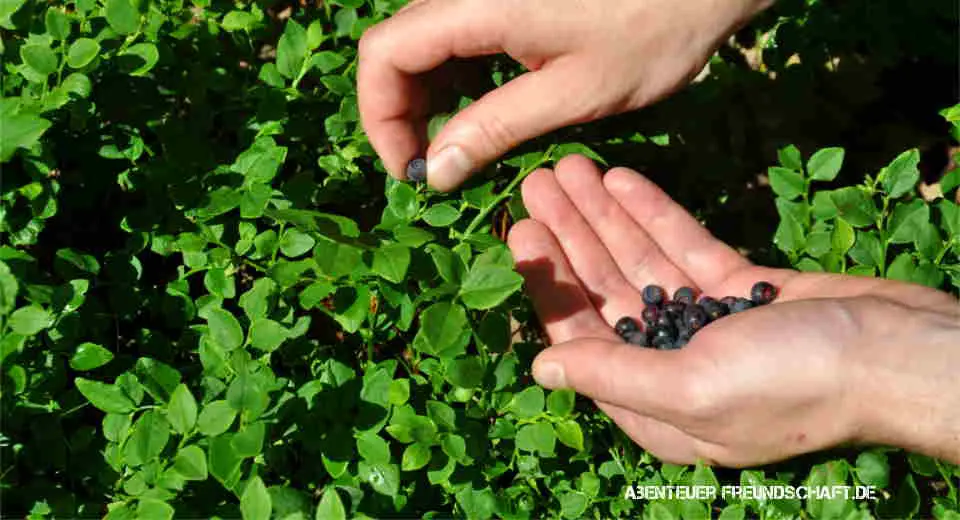 Wild blueberries ripen as early as early summer, according to fruit season calendar
