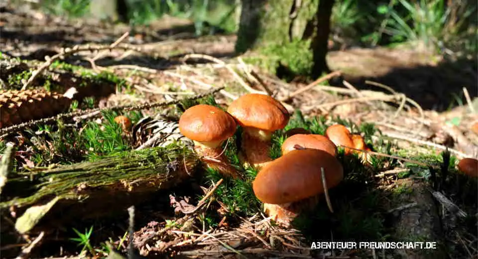 Which mushrooms to collect and how to determine if it's an edible mushroom or an inedible one