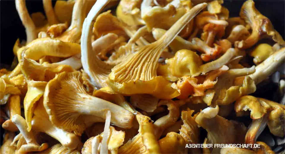 Chanterelles should never be left standing when mushroom hunting in Germany, as the Leistlinge have no poisonous doppelgangers