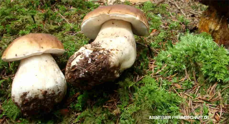 When mushrooms hunting, novice mushroom pickers should primarily collect tubular mushrooms that cannot be confused with poisonous mushrooms