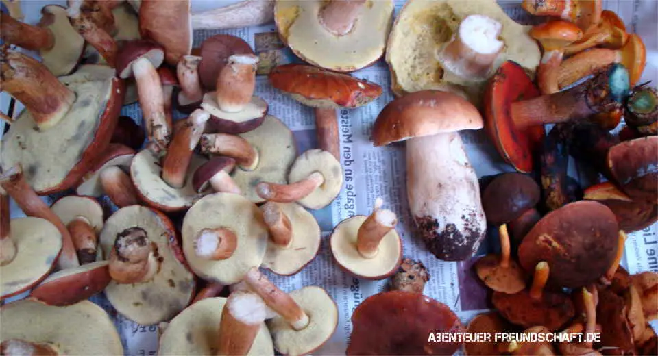 In summer and fall, you can find many delicious, high-quality edible mushrooms like these boletus when you go mushroom hunting. 