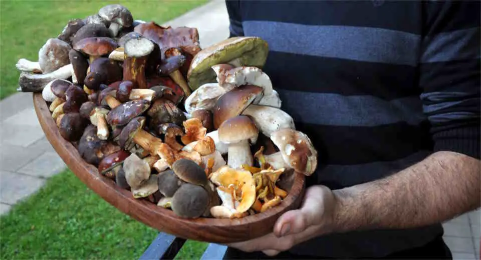 Every mushroom lover should definitely try these 3 wild mushroom recipes, because they are quick to prepare and taste simply delicious. 