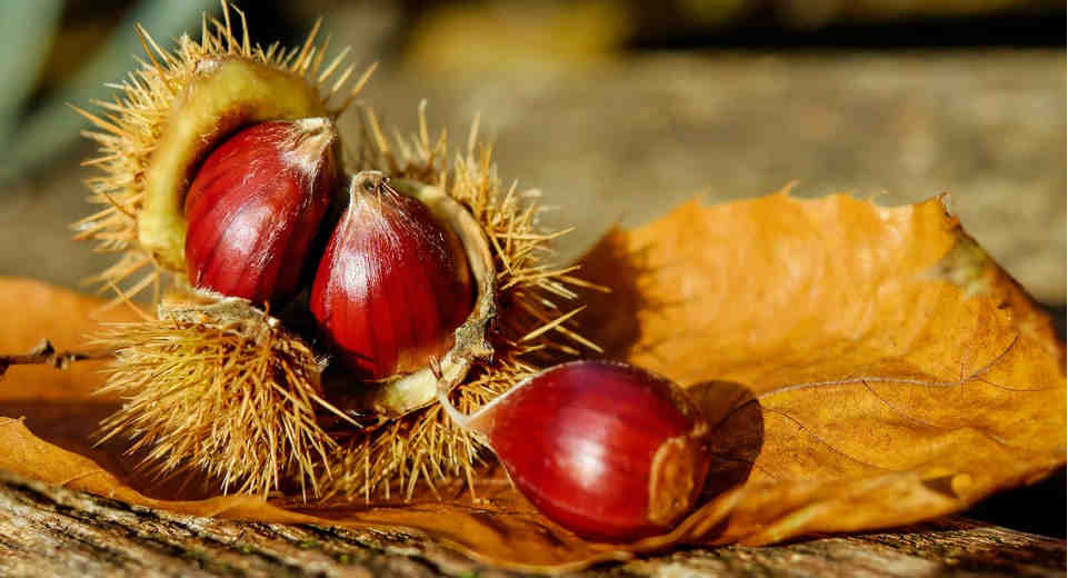 Sweet chestnuts can be found from September to November in Germany