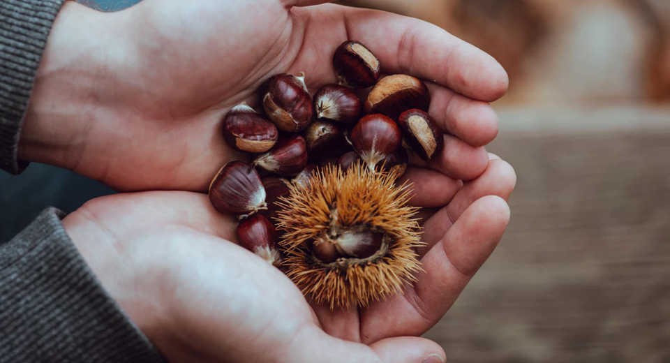 This is how to harvest chestnuts - the best place to collect chestnuts is in south-west Germany. 