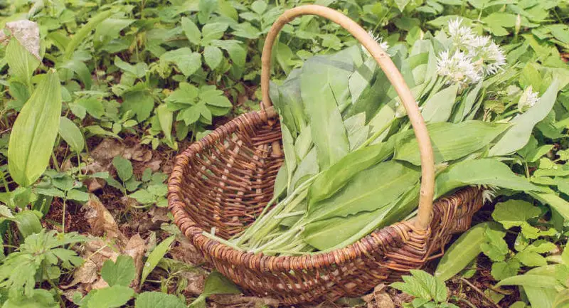 This is how to collect wild garlic in Germany from March 