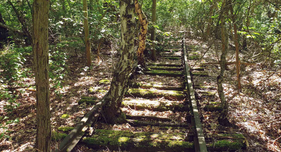 Wildly overgrown tracks in the Nature Park Südgelände Schöneberg