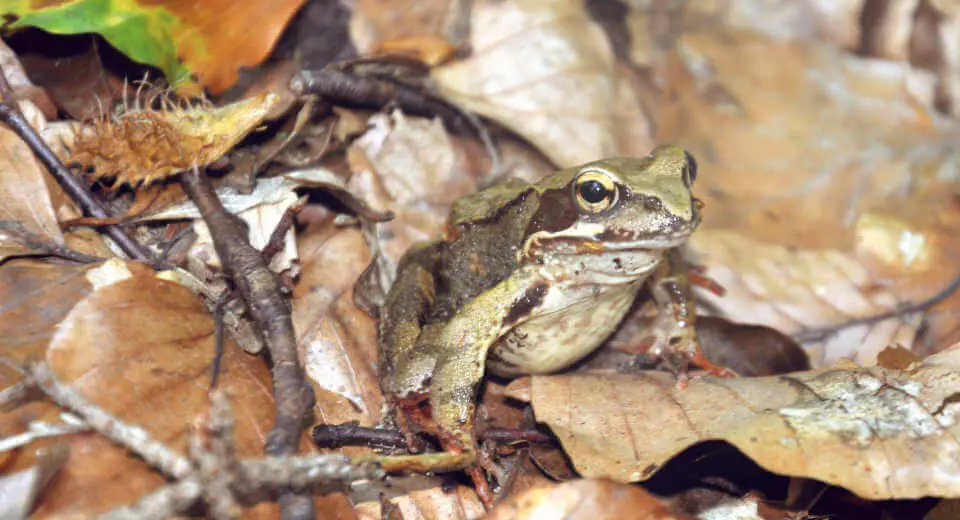 Frog in the Briesetal