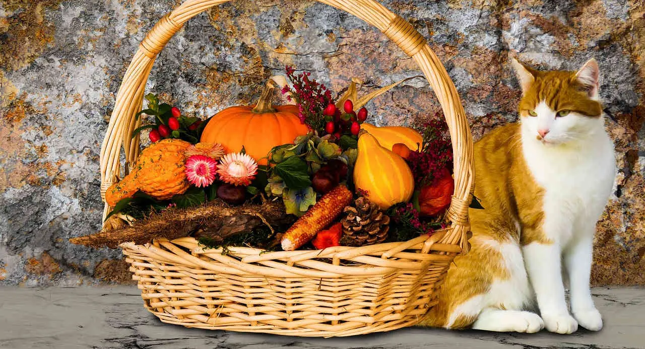 Eine Herbstparty ist eine großartige Art, die goldene Jahreszeit mit Freunden und Familie zu zelebrieren.