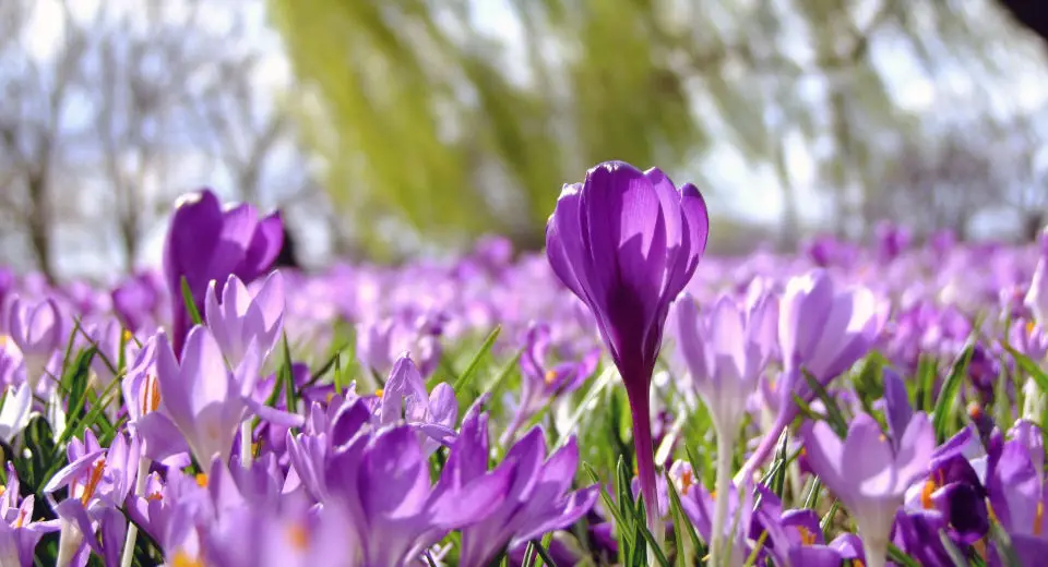 "Der lila Teppich voll wilder Krokusse im Teinacher Tal ist ein schöner Ausflug an Ostern"